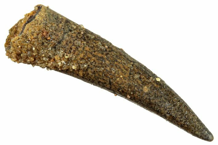 Fossil Pterosaur (Siroccopteryx) Tooth - Morocco #246028